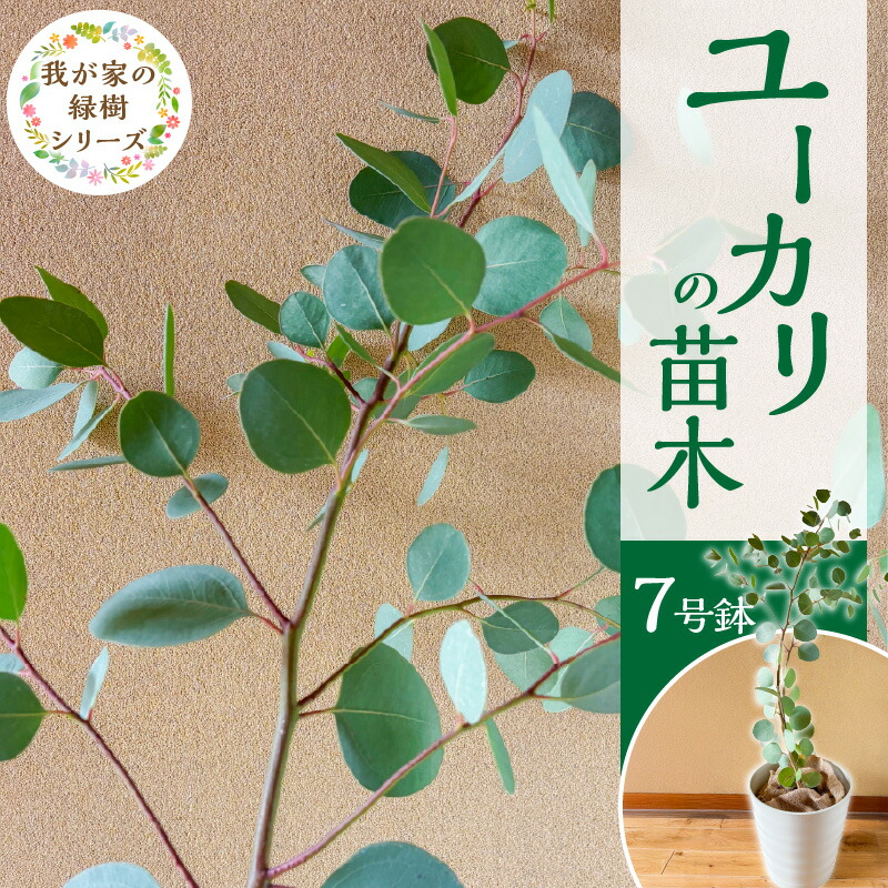 【ふるさと納税】苗木 7号鉢 ユーカリ チーム田主丸 1本 ユーカリの苗木 庭木 鉢植え 植木 ドライフラワー スワッグ リース リラックス効果 虫よけ 常緑樹 シンボルツリー ガーデニング 植物 インテリア お手入れ簡単 育て方付き お取り寄せ 福岡県 久留米市 送料無料