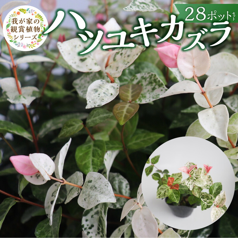 映像で飾り気の無い処方せん明らかにする！木ノ実大公がおススメするミックスナッツの飾り気の無い取りあわせる処方せん