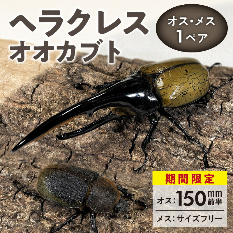 【ふるさと納税】期間限定 カブトムシ ヘラクレス 1ペア オス 150mm前半 メス サイズフリー 昆虫 成虫 生体 ヘラクレスオオカブト 王様 福岡県 久留米市 かぶとむし養殖工房ダイナステスPlus 虫 累代飼育 幼虫管理飼育 養殖 お取り寄せ 福岡県 久留米市 送料無料画像