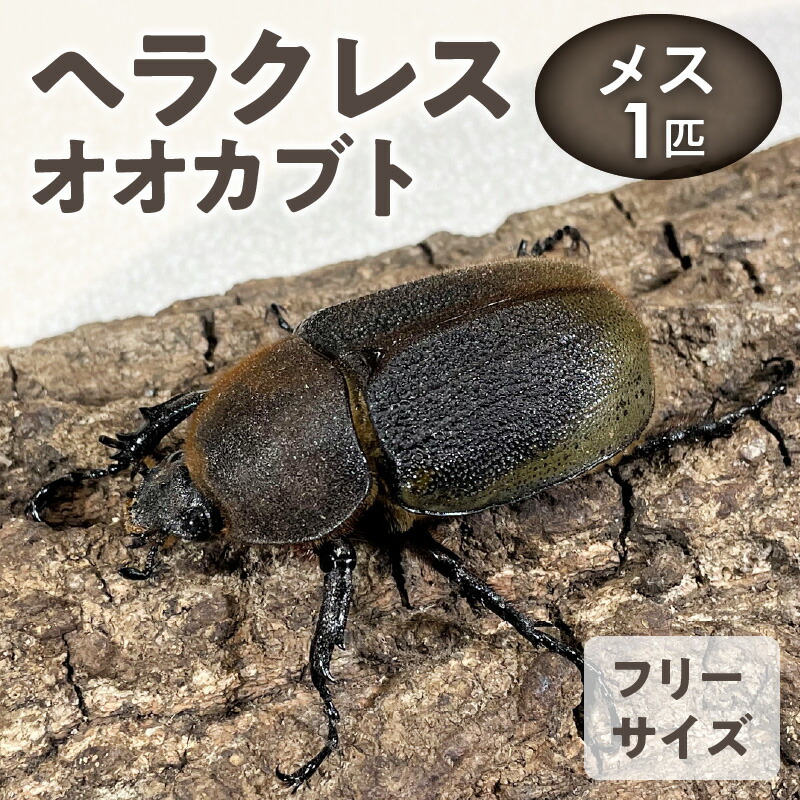 【ふるさと納税】ヘラクレスオオカブト メス 1匹 サイズフリー 養殖工房 累代飼育 自家製 オリジナルマット 産卵 幼虫 管理 成虫 ヘラクレス オオカブト コガネムシ科 カブトムシ 甲虫 昆虫 生体 飼育 観察 鑑賞 生き物 生物 お取り寄せ 福岡県 久留米市 送料無料画像