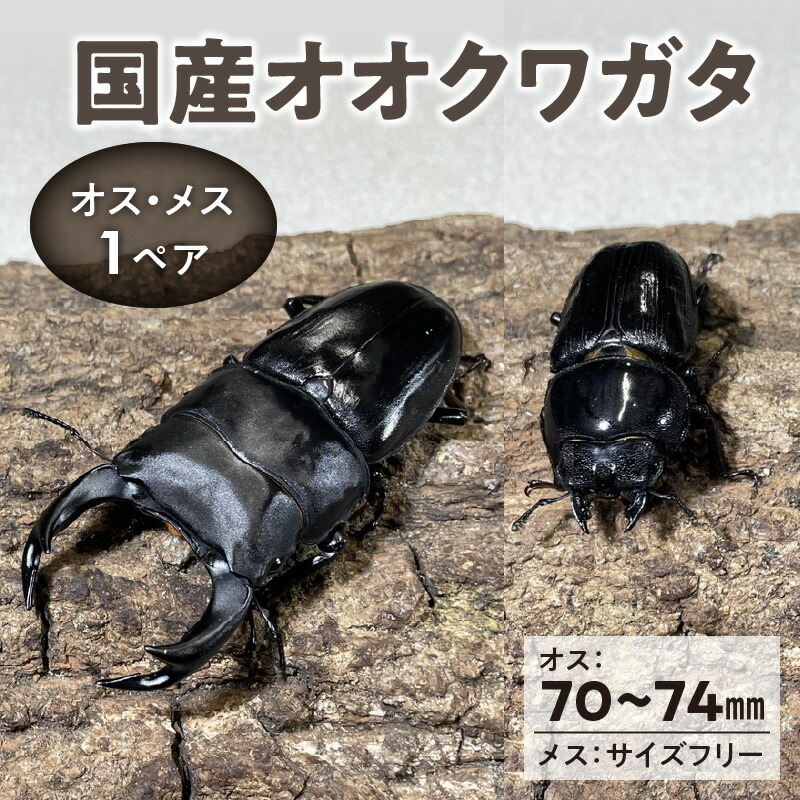 【楽天市場】【ふるさと納税】【国産オオクワガタ】 オス（75mm～79mm）・メス（サイズフリー）1ペア 生体 2024年 6 ～ 7月 孵化 新成虫  簡易容器 発泡スチロール 段ボール 保冷剤 保温剤 梱包 福岡県 久留米市 かぶとむし養殖工房ダイナステスPlus 送料 ...