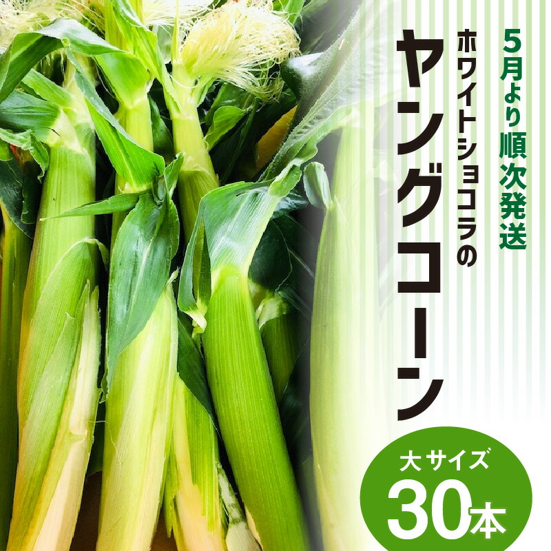 【ふるさと納税】【2026年5月より順次発送】ヤングコーン 大サイズ 30本 ホワイトショコラ 新鮮 皮付き 朝採れ 農家直送 甘み ひげ 薄皮 食べられる 美味しい オーブン トースター おつまみ サラダ バター醤油 冷蔵 コーン とうもろこし グルメ 福岡県 久留米市 送料無料