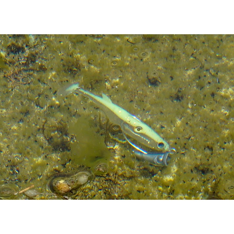 魅了 ハタ喰い 魚子 3 5inch 5カラー セレクトセット 限定 ルアー ワーム 釣り 釣具 釣り具 アウトドア用品 魚釣り ギフト キャンプ フィッシング ルーディーズ Rudie S ロックフィッシュ 福岡 飯塚市 飯塚 カサゴ 根魚 キジハタ 送料無料 金丸 竜児 Other Ro