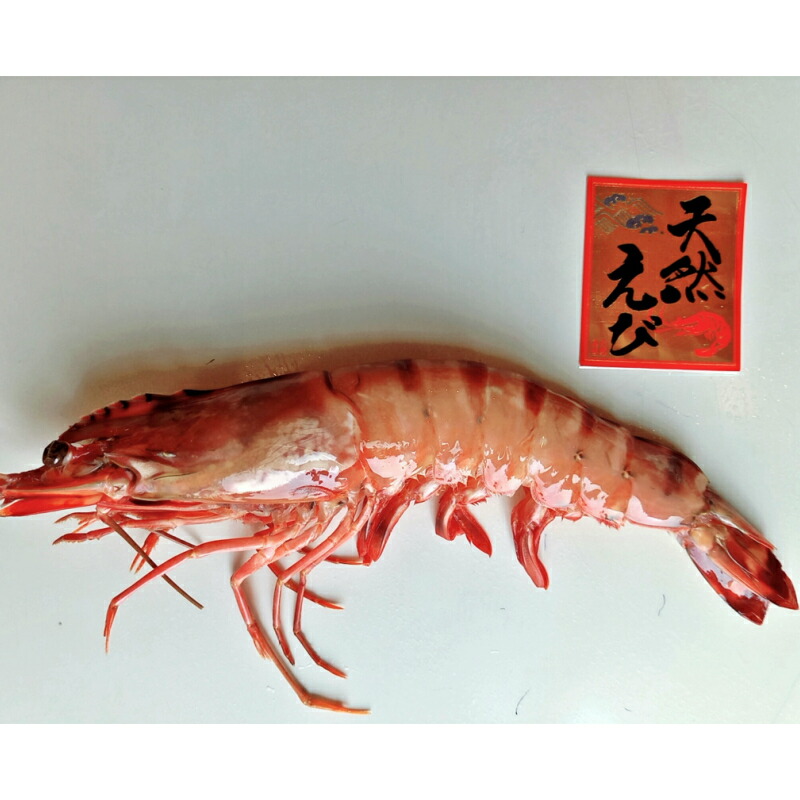 人気の雑貨がズラリ 特大 天然海老 有頭 2尾 魚介類 エビ えび 有頭海老 エビフライ 海鮮 塩焼き 冷凍 ブラックタイガー 天然 パエリア パスタ エビマヨ 手巻き バーベキュー q Fucoa Cl