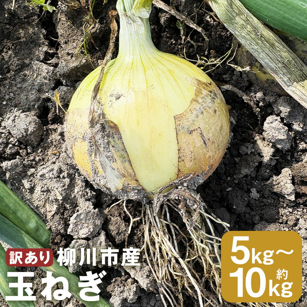 【ふるさと納税】先行予約 玉ねぎ サイズ色々 5kg・10kg 柳川市産（2026年6月中旬より発送）【 ふるさと納税 人気 おすすめ ランキング たまねぎ オニオン スライス サラダ 野菜 スープ 肉じゃが ハンバーグ 甘い カレー 新鮮 福岡県産 野菜 福岡 柳川 】｜福岡県柳川市