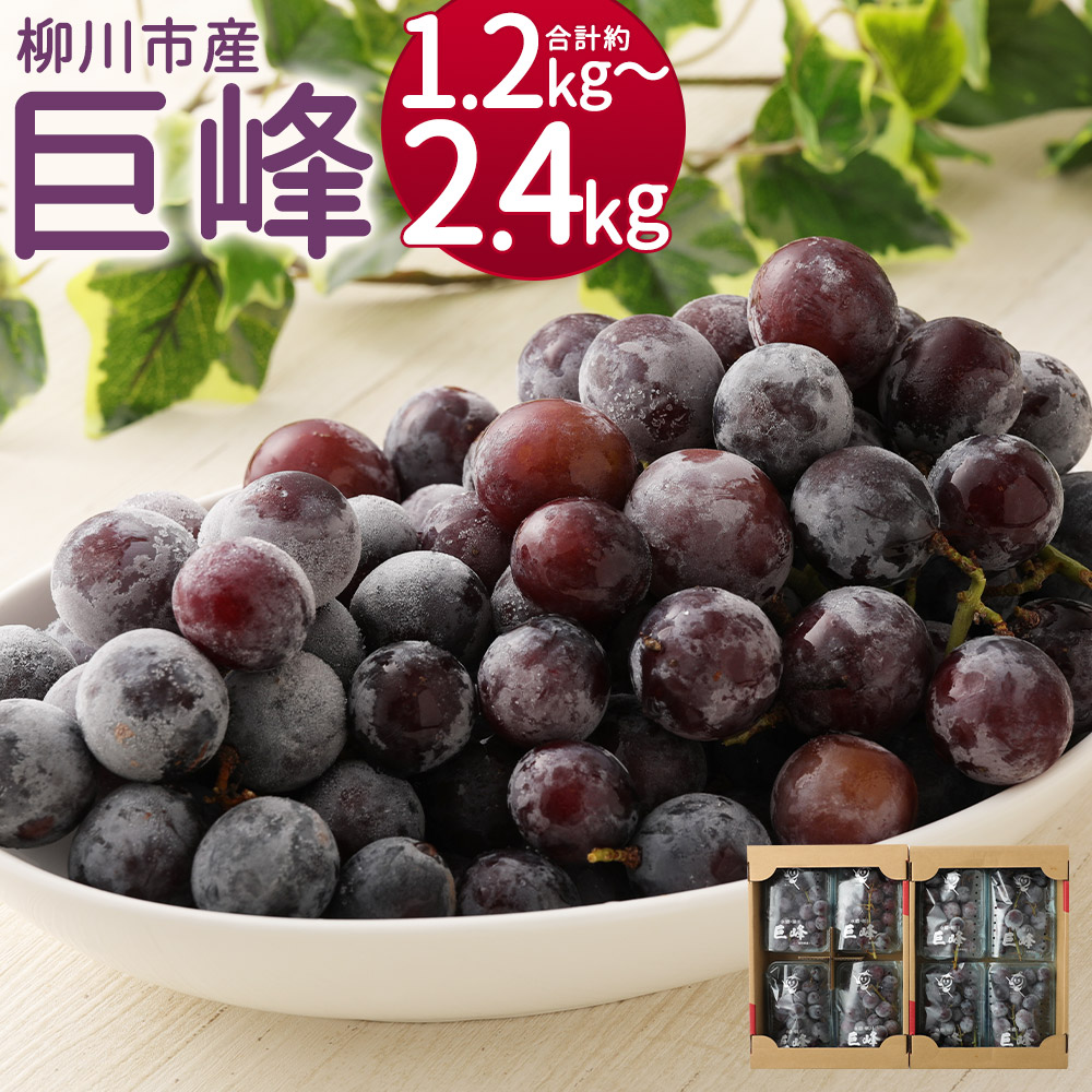 【ふるさと納税】事前受付 巨峰 約1.2kg(4パック)/約2.4kg(8パック) 選べる内容量 1パック約300g 種あり ぶどう 葡萄 フルーツ 果物 先行予約 福岡県産 冷蔵 送料無料【2025年8月下旬～9月上旬に順次発送予定】