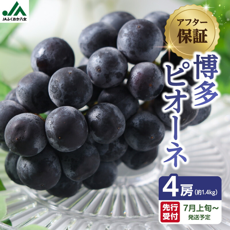 【ふるさと納税】【先行受付】【アフター保証】博多ピオーネ 1.4kg（350g×4パック）｜7月上旬～発送予定 ぶどう 葡萄 巨峰 大粒 種なし 人気 産地直送 博多 冷蔵便 スムージー くだもの フルーツ スイーツ 甘い ジューシー 福岡県 八女市