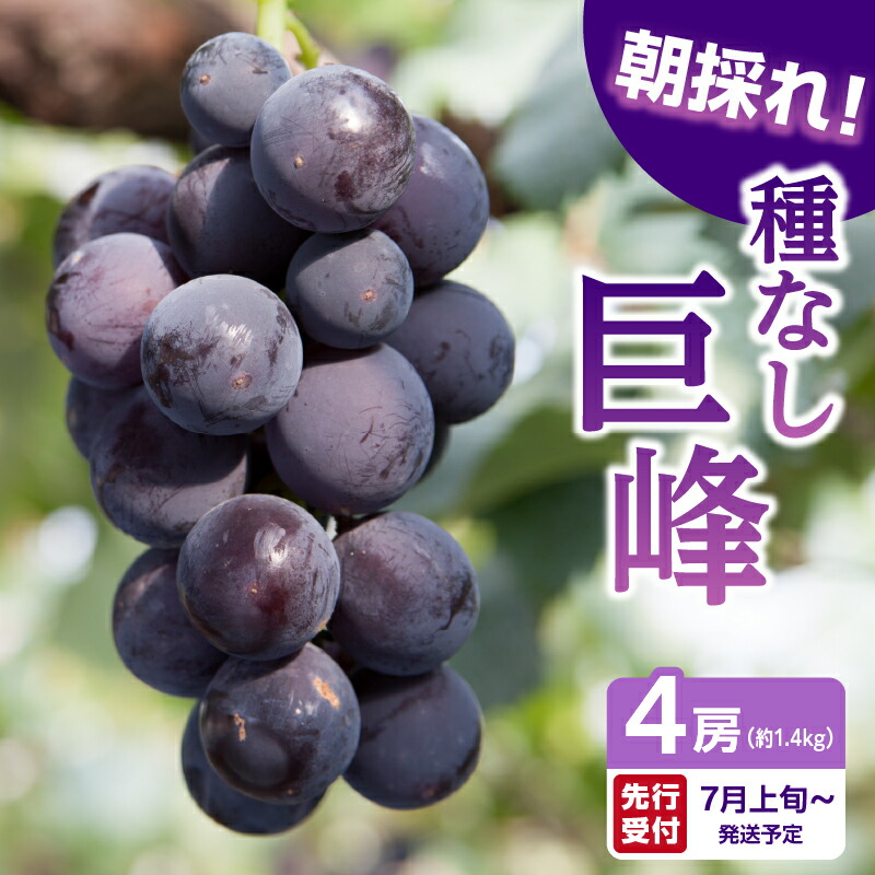 【ふるさと納税】《レビューキャンペーン》 【先行受付】朝採れ 種なし 巨峰 1.4kg（350g×4パック）｜7月上旬～発送予定 産地直送 朝採れ 種なし 甘い ジューシー 大粒 数量限定 冷蔵 ぶどう ブドウ 葡萄 デザート 果物 くだもの フルーツ もぎたて スイーツ 福岡県 八女市