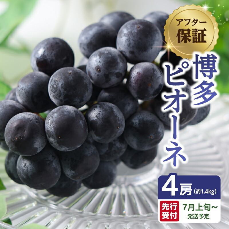 【ふるさと納税】【先行受付】【アフター保証】博多ピオーネ 1.4kg（350g×4パック）｜7月上旬～発送予定 ぶどう 葡萄 巨峰 大粒 種なし 人気 産地直送 博多 冷蔵便 スムージー くだもの フルーツ スイーツ 甘い ジューシー 福岡県 八女市