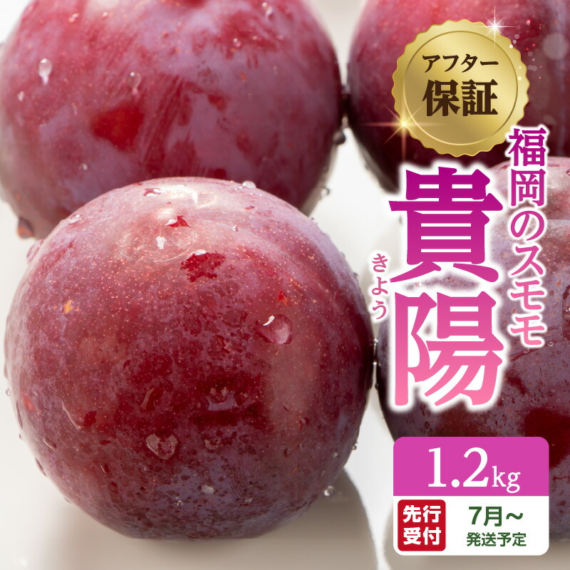 【ふるさと納税】《レビューキャンペーン》【先行受付】【アフター保証】＜福岡のスモモ＞貴陽【1.2kg】【JAふくおか八女】※7月上旬～発送予定 すもも フルーツ 産地直送 高糖度 糖度18度 美味しい 濃厚 甘酸っぱい 旬 先行予約 数量限定 期間限定 クール便 冷蔵配送