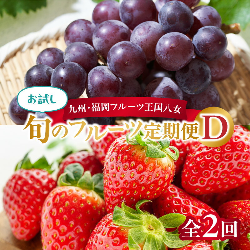【ふるさと納税】九州・福岡フルーツ王国八女　お試し旬のフルーツ定期便【全２回】 D あまおう いちご 苺 ぶどう 果物 先行予約
