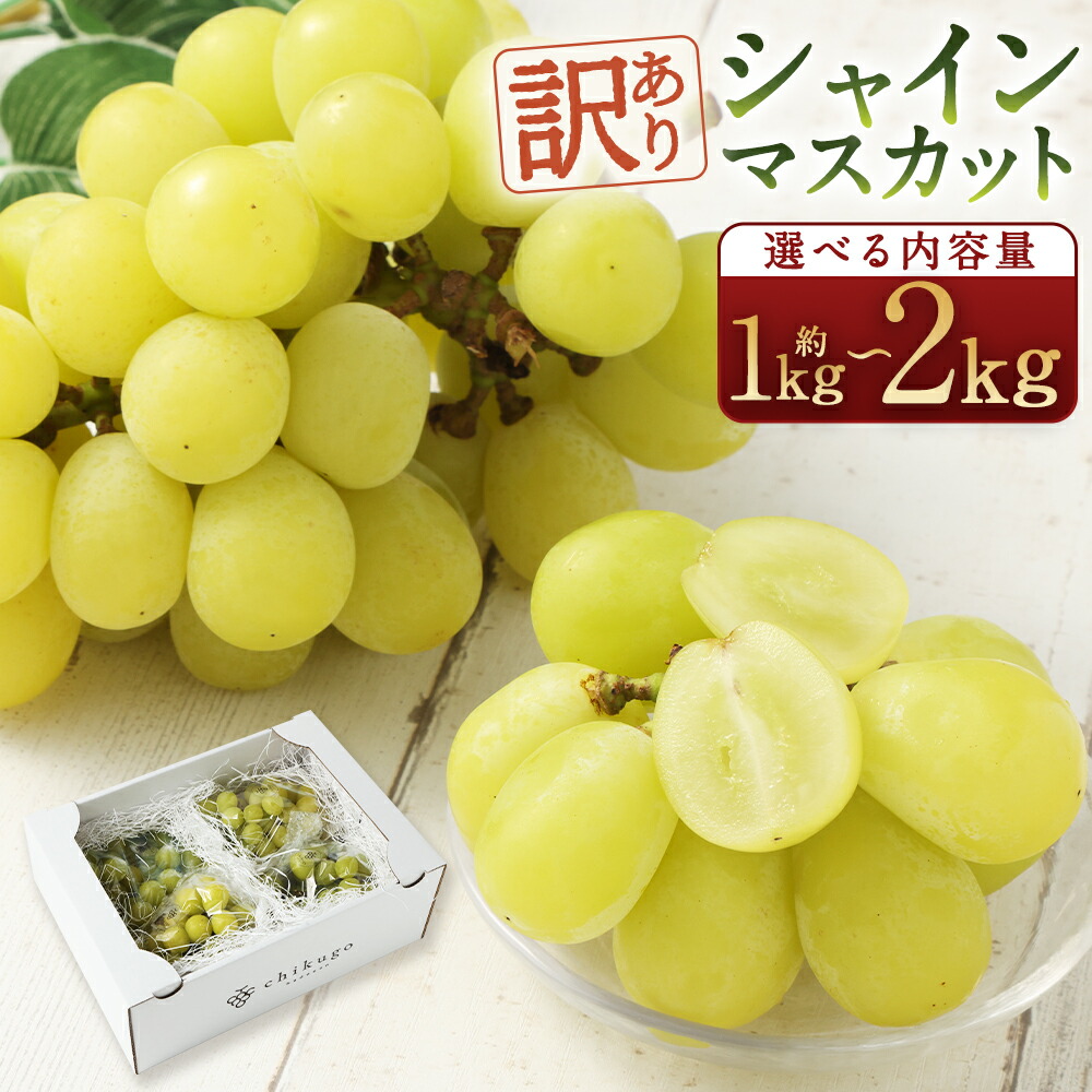 【ふるさと納税】【選べる配送月】【訳あり】農園直送 シャインマスカット 約1kg/約2kg 選べる内容量 ご家庭用フルーツ 果物 葡萄 ぶどう 種なし 福岡県産 九州産 送料無料【2025年8月上旬～10月上旬に順次発送予定】