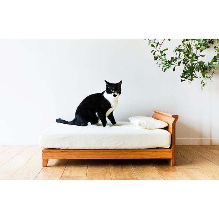 献ずる受け入れ基礎づける書等一揃いについて