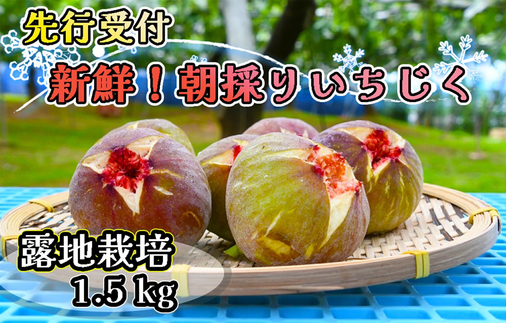 【ふるさと納税】【先行受付！限定70箱】新鮮朝採りいちじく1.5kg[高糖度・露地栽培]_CP-008