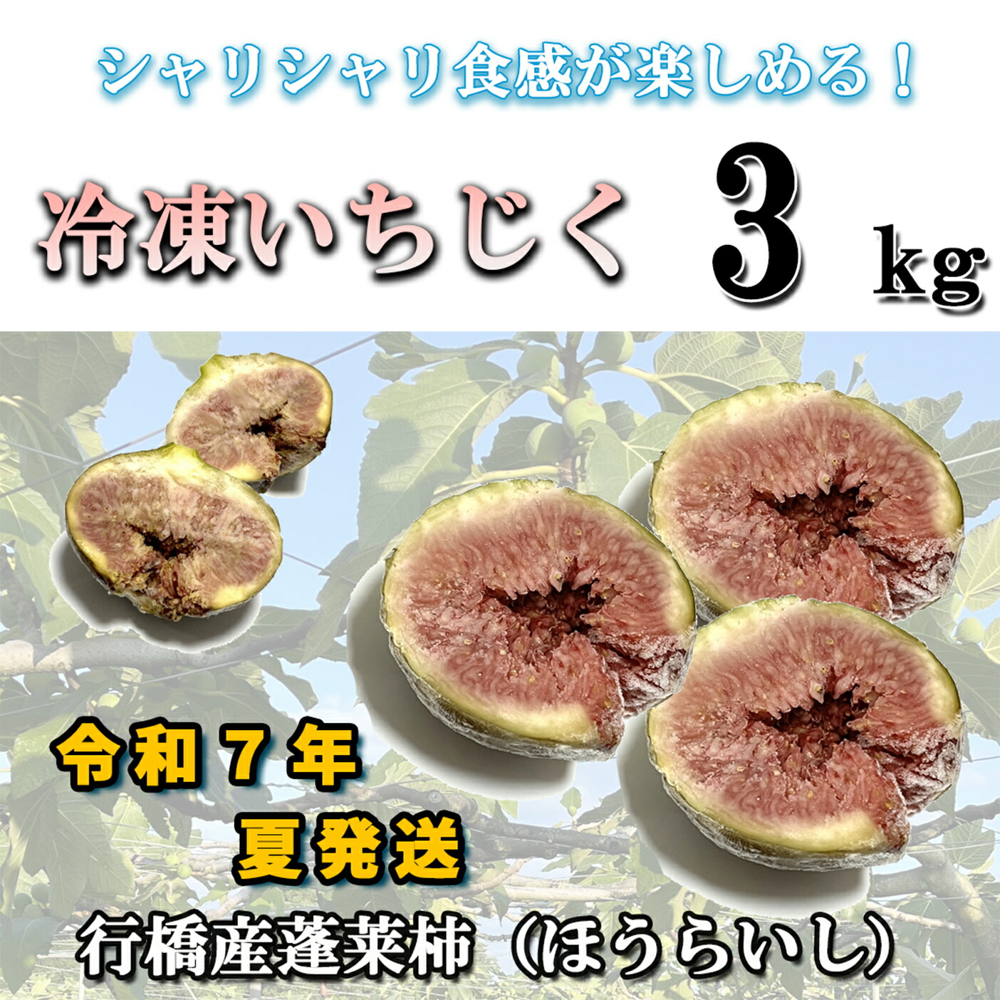 【ふるさと納税】【予約・令和７年夏発送】冷凍いちじく3kg_AO-011