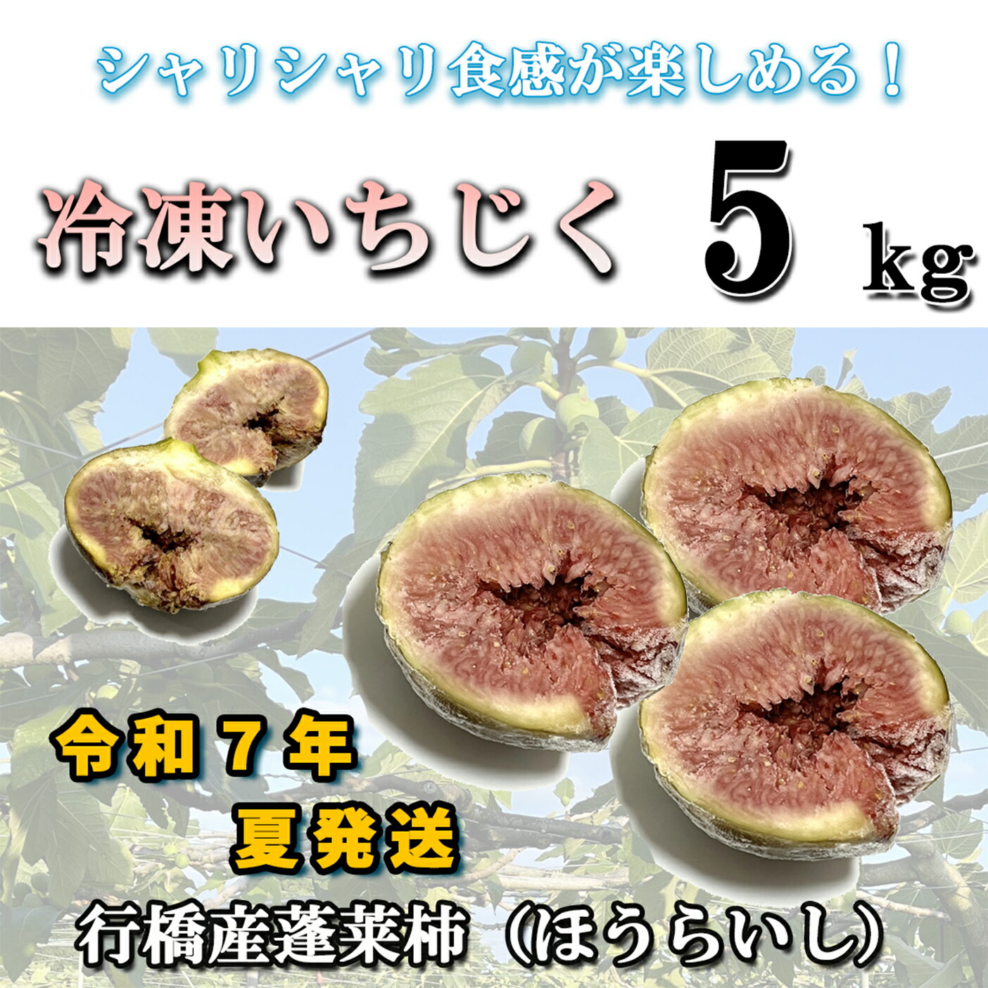 【ふるさと納税】【予約・令和７年夏発送】冷凍いちじく5kg_AO-013