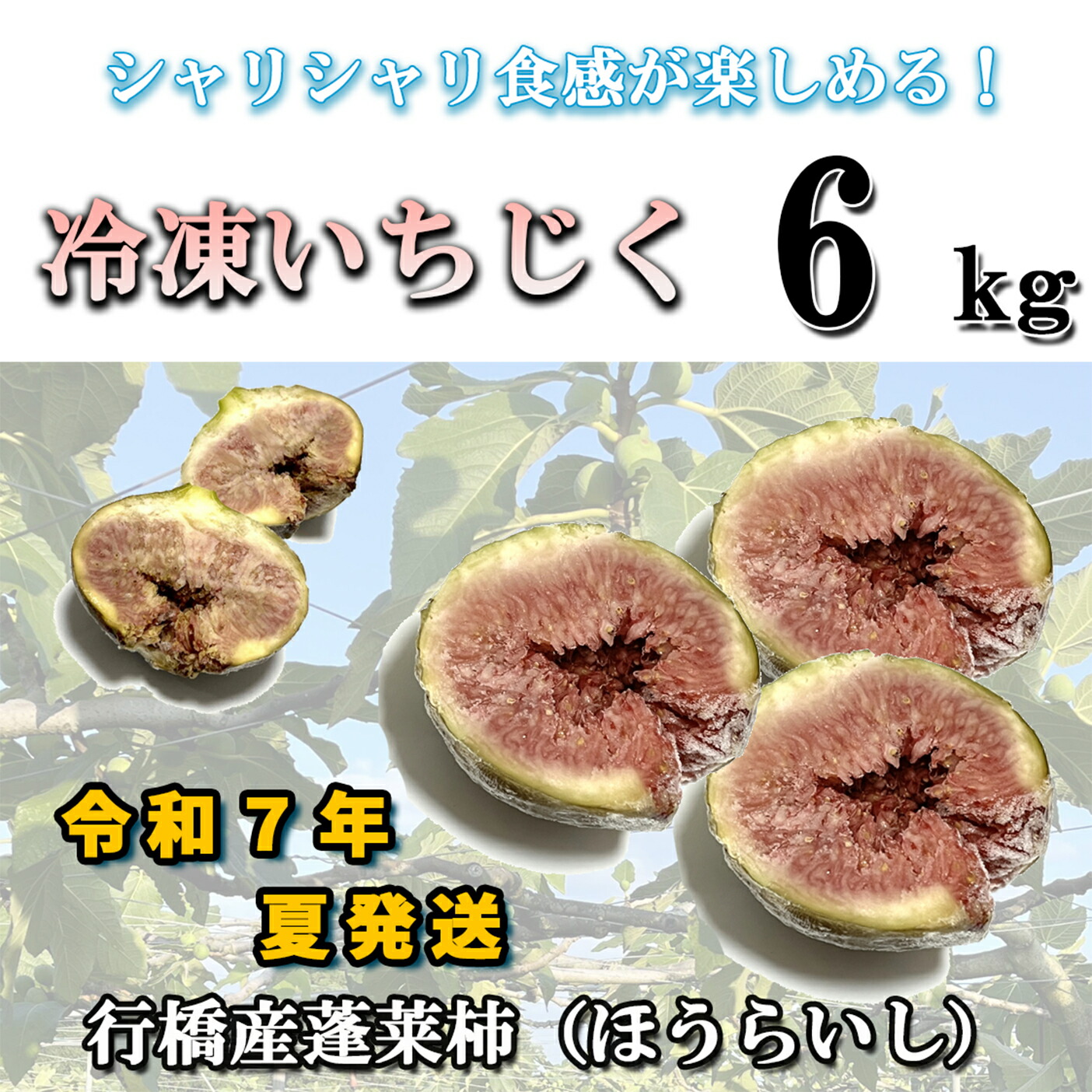 【ふるさと納税】【予約・令和7年夏発送】冷凍いちじく6kg_AO-023