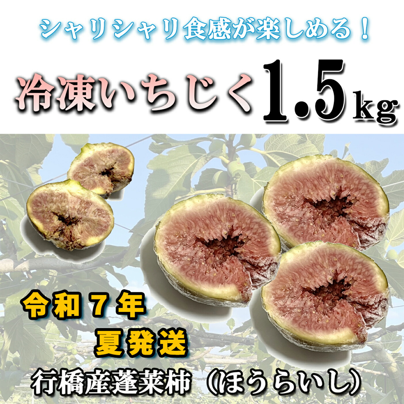 【ふるさと納税】【予約・令和7年夏発送】冷凍いちじく1.5kg_AO-001