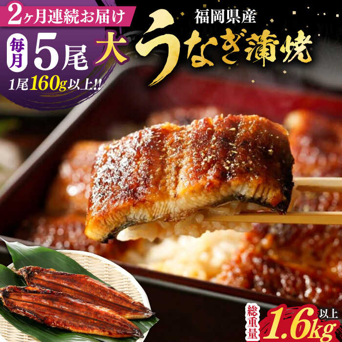 【ふるさと納税】【全2回定期便】福岡県産 うなぎ 蒲焼 大5尾　合計 800 g（1尾あたり 160g以上）《豊前市》【福岡養鰻】 国産 うなぎ 大[VAD035]