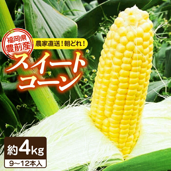 【ふるさと納税】【先行予約受付 2026年6月頃より順次発送】【冷蔵配送】農家直送 朝どれ スイートコーン 約4kg（9～12本入り）《豊前市》【湯越農園】 野菜 コーン [VBC001] 12000 12000円