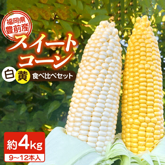 【ふるさと納税】【先行予約受付　2025年6月頃より順次発送】【冷蔵配送】農家直送 朝どれ スイートコーン 白 黄 食べ比べ セット 約4kg （9～12本入り）《豊前市【湯越農園】 野菜 コーン [VBC002] 13000 13000円
