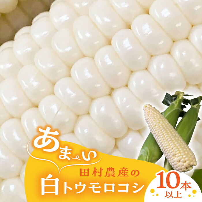 【ふるさと納税】【先行予約】田村農産の白トウモロコシ 10～12本入り（2025年6月以降順次発送）【田村農産】《豊前市》野菜 とうもろこし [VBE001] 13000 13000円