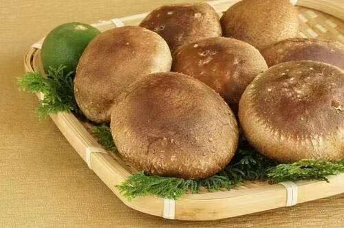 【ふるさと納税】【一週間以内に発送】生しいたけ　肉厚シイタケ　無農薬　菌床栽培　110gX9(袋)【ハタモト農産】_HA1005　送料無料<br> 福岡県 宗像市 新鮮 安全 安心 低カロリー ヘルシー 健康 ダイエット 美容 カルシウム 成長 お鍋 天ぷら チーズ 炊き込みご飯 味噌汁