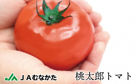 【ふるさと納税】桃太郎トマト4kg（18玉～24玉）【ほたるの里】_HA0572 送料無料<br>12月～6月にハウス栽培 酸味と糖度のバランスが良 甘みも果肉もズッシリ