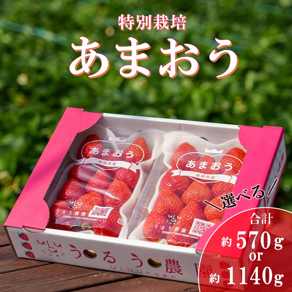 【ふるさと納税】【先行予約受付中】【2026年12月以降順次発送】特別栽培あまおうDX2パック【うるう農園】_HA1965｜福岡県宗像市