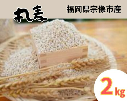 【ふるさと納税】ミネラル豊富な丸麦 2kg【アグリCATS】_HA1443 送料無料麦 丸麦 農薬不使用 宗像市画像