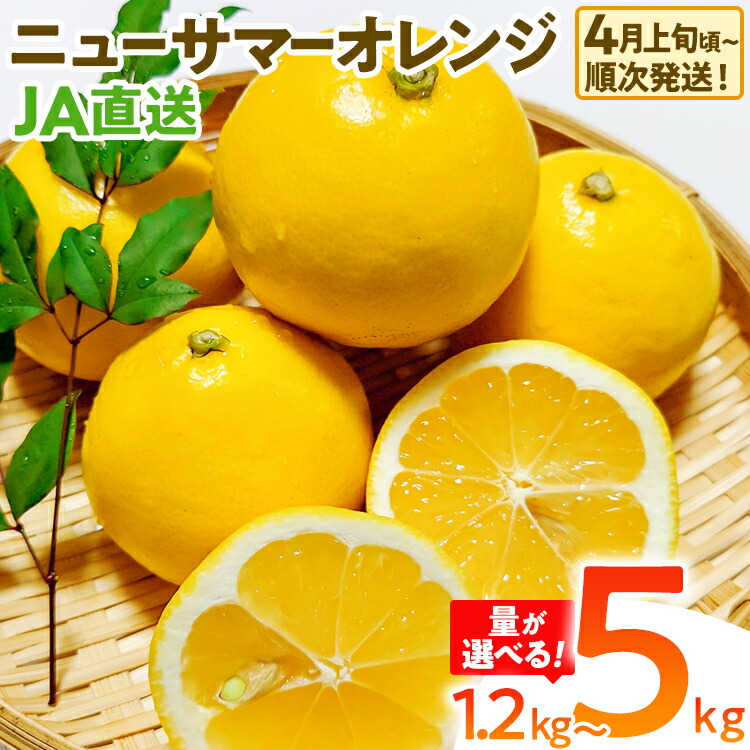 【ふるさと納税】期間限定 ニューサマーオレンジ 日向夏 オレンジ フルーツ 果物 くだもの 選べる 1.5kg 5kg 柑橘 甘い 濃厚 ジューシー 産地直送 デザート おやつ 福岡県 福岡 九州 グルメ お取り寄せ 【4月上旬頃から順次発送】