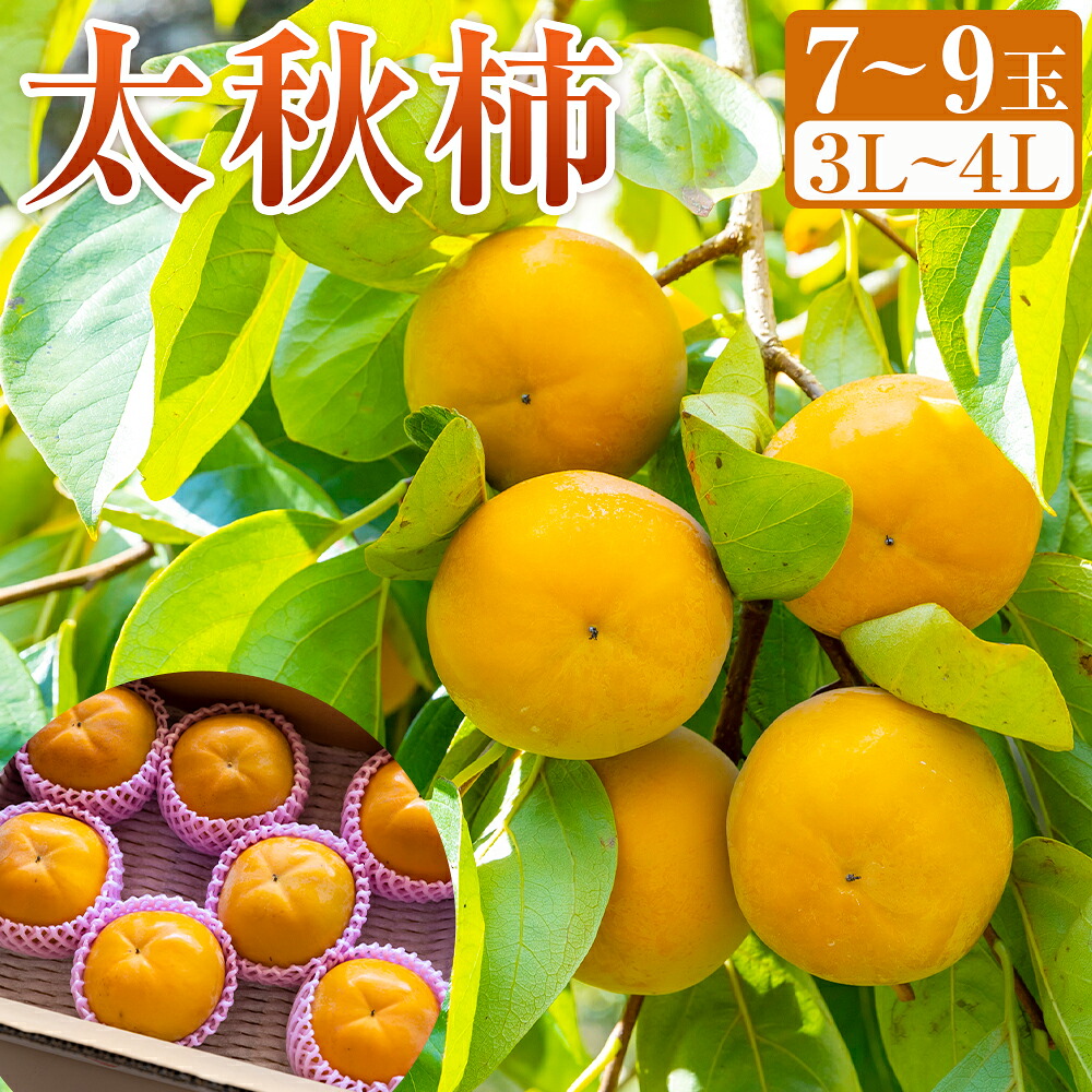 【ふるさと納税】【先行予約】三浦農園 太秋柿 7玉から9玉 (3Lから4L) 【2026年10月上旬から10月下旬 出荷予定】柿 かき カキ フルーツ 果実 果物 常温 送料無料 福岡県 うきは市｜福岡県うきは市