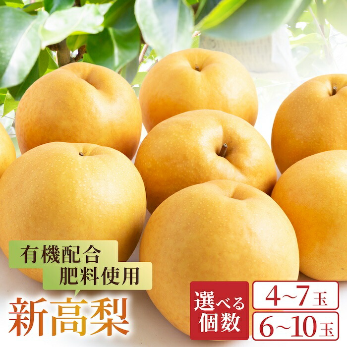 【ふるさと納税】【先行予約】春光園 新高梨 4玉から7玉・6玉から10玉 2025年9月中旬から9月下旬 出荷予定 梨 なし 果物 フルーツ 常温 送料無料 福岡県 うきは市