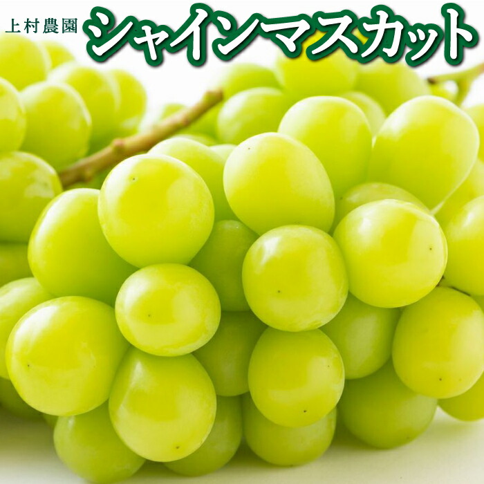 【ふるさと納税】【先行予約】上村農園 (ハウス)シャインマスカット 2025年7月中旬から8月上旬 出荷予定 ぶどう 葡萄 マスカット フルーツ 果実 果物 冷蔵 送料無料 福岡県 うきは市