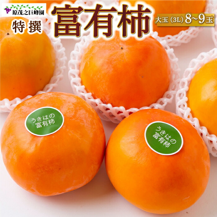 【ふるさと納税】【先行予約】原茂之巨峰園 特撰 富有柿 大玉(3L) 8玉から9玉 2025年11月中旬から11月下旬 出荷予定 柿 カキ 旬 フルーツ 果物 果実 常温 送料無料 福岡県 うきは市