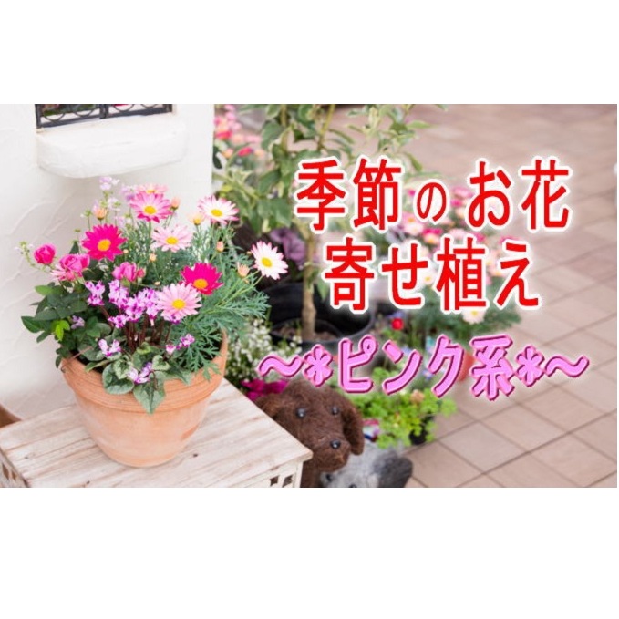 ふるさと納税 季節のお花寄せ植え 赤 ピンク系 植物 花 福岡県朝倉市 Rentmy1 Com