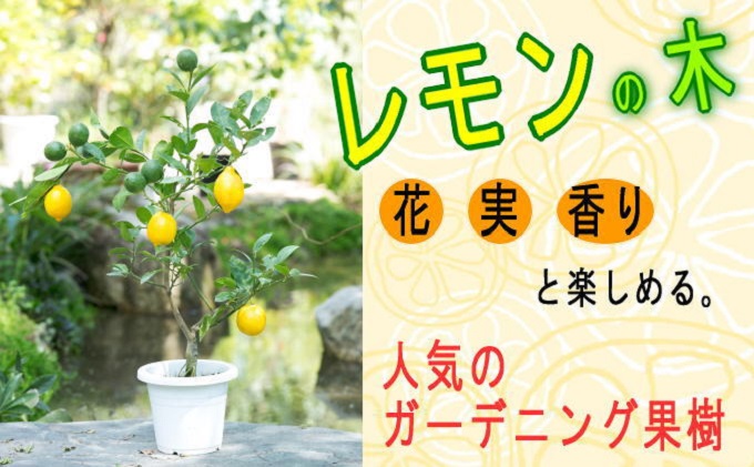 ふるさと納税 ガーデニング成り物 檸檬の成木 ガーデニングショップ四季のビレッジ 植物 果物種類 柑橘類 レモン レモン Acilemat Com
