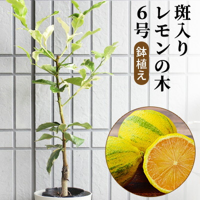 ふるさと納税 斑入り レモンの木 ピンクレモネード 鉢植え 苗木 れもん Marcsdesign Com