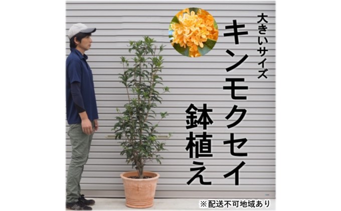 キンモクセイの鉢植え オリーブ柄テラコッタ鉢40cm 配送不可 トップ 配送不可