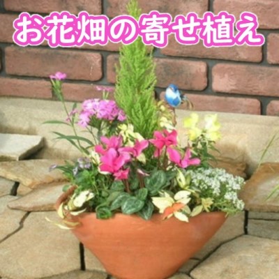 【ふるさと納税】可愛いお花畑の寄せ植え(Mサイズ) |福岡県朝倉市