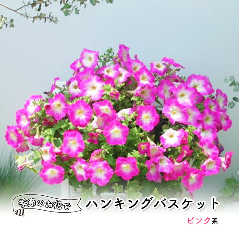 【ふるさと納税】花 季節のお花でハンキングバスケット ピンク系 植物 ガーデニング ガーデン インテリア |福岡県朝倉市