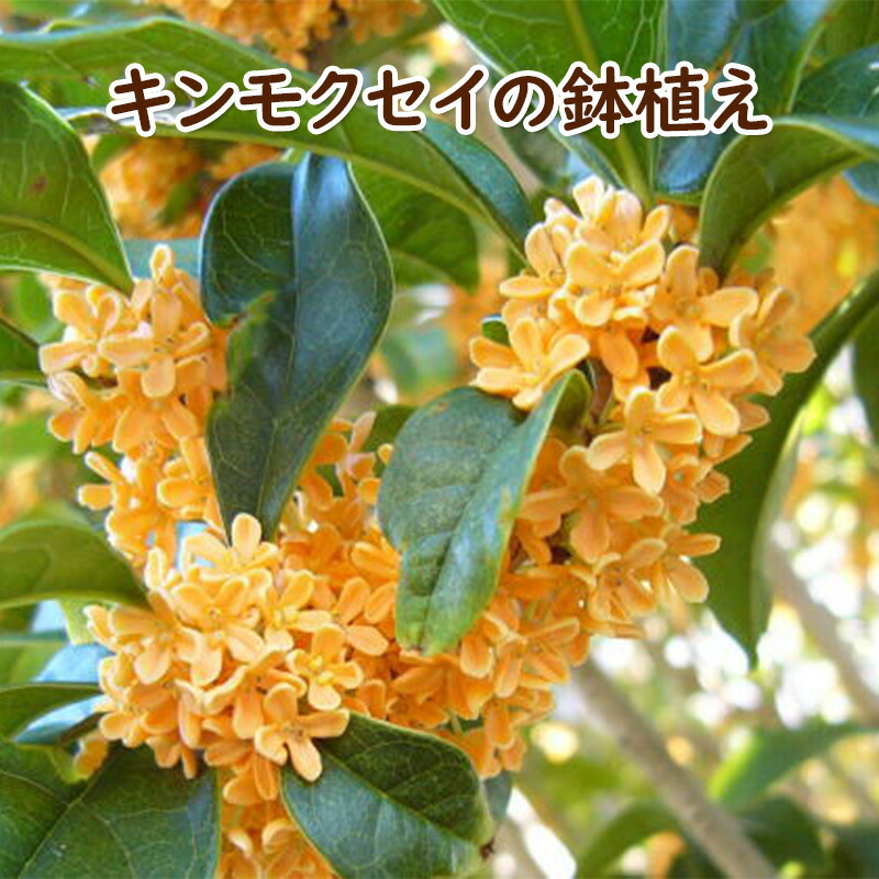 【ふるさと納税】苗木 キンモクセイ 鉢植え 白プラ鉢 植物 ガーデン インテリア ※配送不可:北海道、沖縄、離島 29,250円