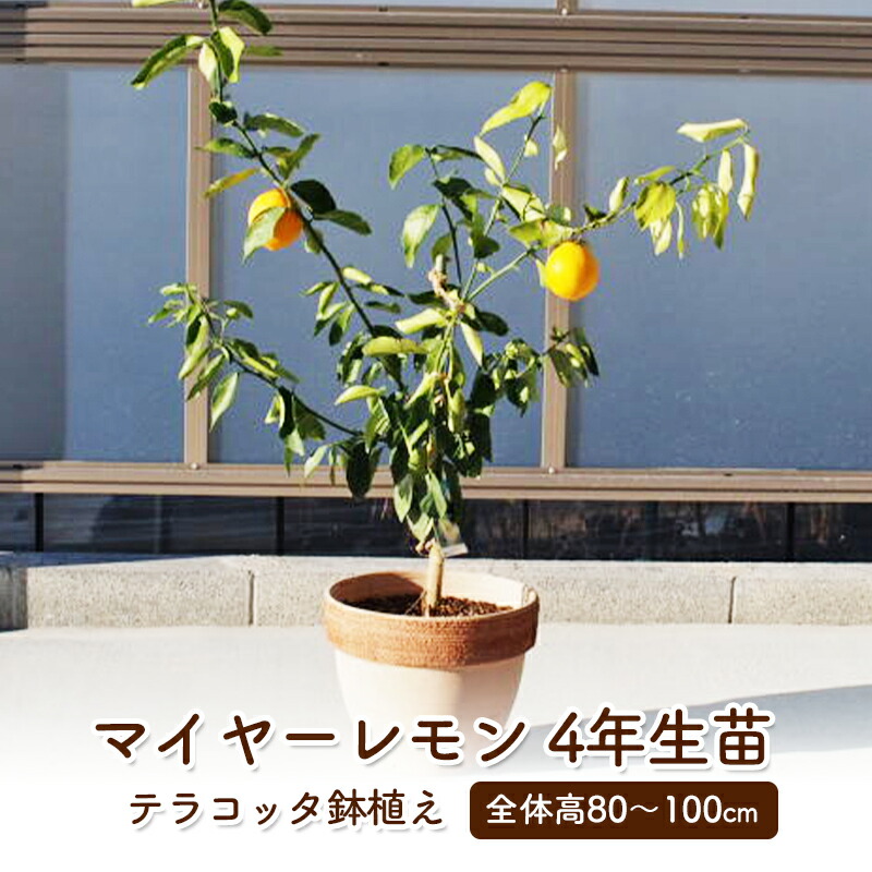 ふるさと納税 苗木 特大サイズ ジューンベリーの木 鉢植え ブラウン鉢 1個 植物 ガーデン ※配送不可:北海道、沖縄、離島 福岡県朝倉市
