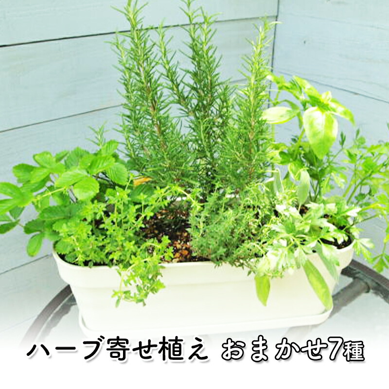 楽天市場】【ふるさと納税】可愛いピンクのお花たっぷりの寄せ植え（舟形Mサイズ）1個 【花・植物】 : 福岡県朝倉市