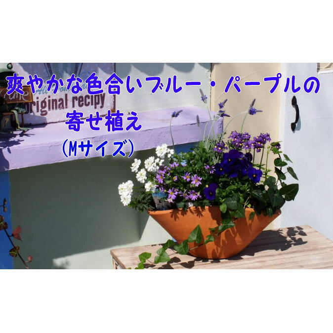 楽天市場】【ふるさと納税】可愛いピンクのお花たっぷりの寄せ植え（舟形Mサイズ）1個 【花・植物】 : 福岡県朝倉市