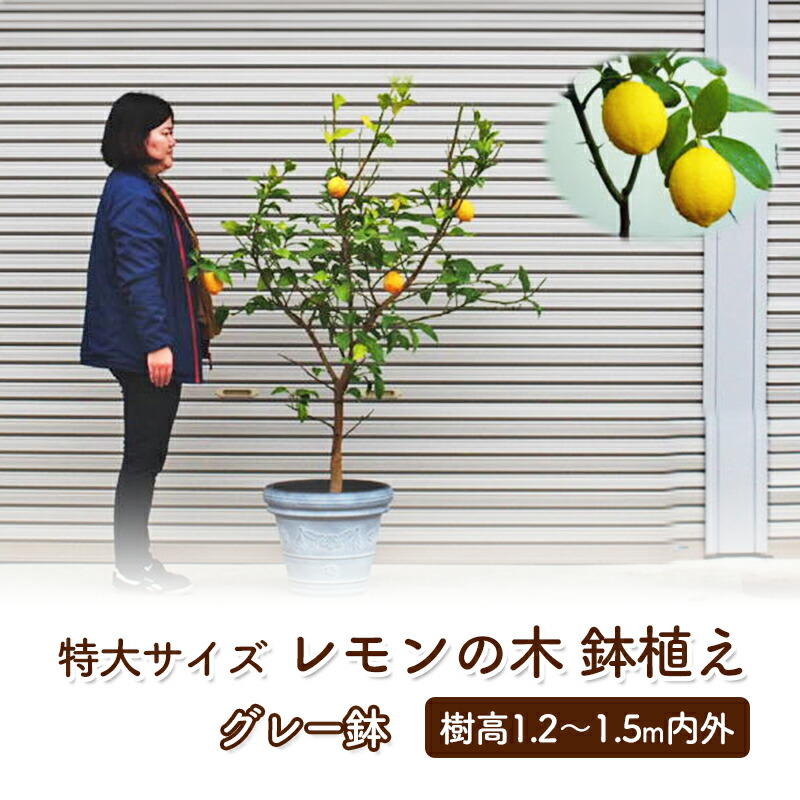 レモンの木 1.5メートル 鉢付き レモンの木 マイヤーレモン 約1.5m 特大株苗木 檸檬の木