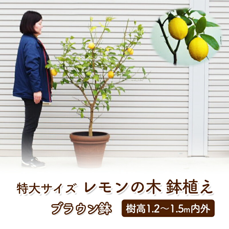 レモンの木様 レモンの木 ビアフランカ 約1.5m 特大株苗木 トゲなし檸檬の木