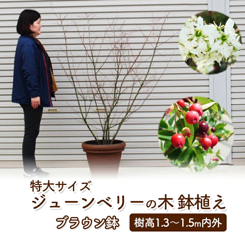 【ふるさと納税】苗木 特大サイズ ジューンベリーの木 鉢植え ブラウン鉢 1個 植物 ガーデン ※配送不可:北海道、沖縄、離島 |福岡県朝倉市