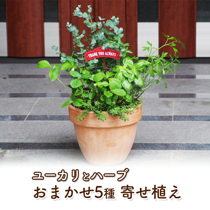 朝倉市の厳選牛特集｜とろける旨みと雅びやかな脂 選りすぐりの一皿を今