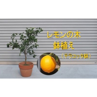 楽天市場】【ふるさと納税】特大サイズ レモンの木鉢植え（ブラウン鉢）1個 【苗木・果物類・柑橘類・レモン・檸檬】 : 福岡県朝倉市